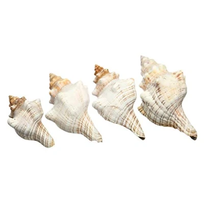 Image of 9 20cm Natural Trumpet Sea Shells Conch Snails Home Ornament Decorations (#3)