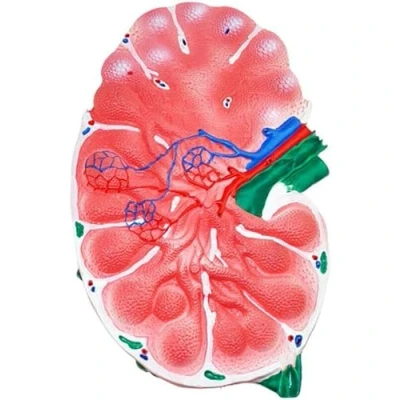 Image of Human Lymph Node Model Biology Teaching for Science Classroom Study Display Medical Laboratory Equipment.