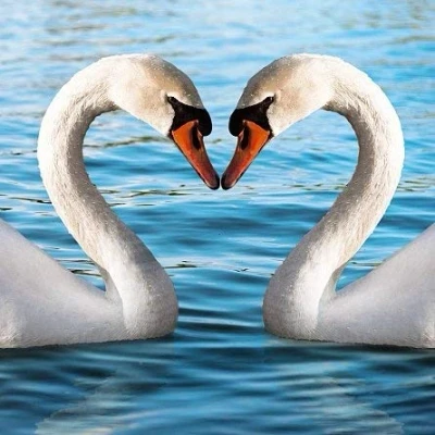 Image of Ani&#039;mates 3D Holographic Card Pair of Swans
