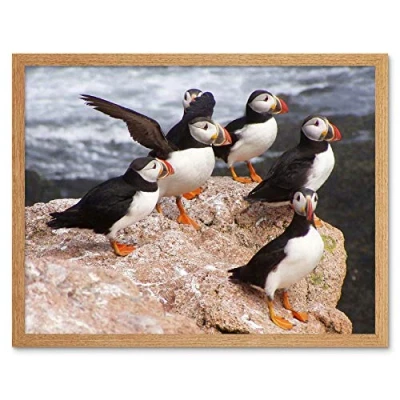 Image of Wee Blue Coo Animal North Atlantic Puffins Art Print Framed Poster Wall Decor 12X16 Inch