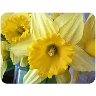 Image of Daffodil Glass Worktop Saver/Protector Kitchen Cutting Board by Pearl (40 x 30cm Medium)