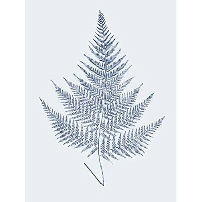 Image of Wee Blue Coo Botanics Cobalt Fern Eppusum Unframed Art Print Poster Wall Decor 12x16 inch