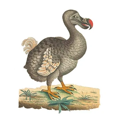 Image of Wee Blue Coo Bird Dodo Vintage Illustration Art Print Poster Wall Decor 12X16 Inch