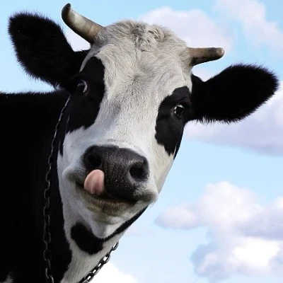 Image of Carte Blanche 3D Holographic Card Up Close Cow