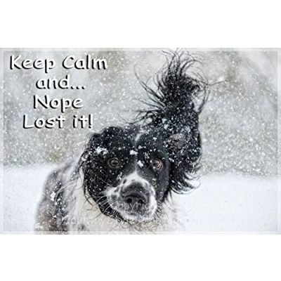Image of Sprocker Springer Spaniel Dog Funny Fridge Magnet Keep Calm Gift