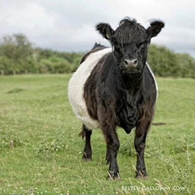 Image of Sound Card Belted Galloway Cow