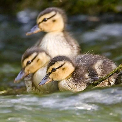 Image of Ducklings greeting card with sound. Plays noise when opened. Great gift for animal lovers.