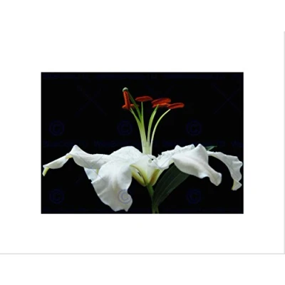 Image of Wee Blue Coo White Flower Petals Bloom Art Picture Wall Print