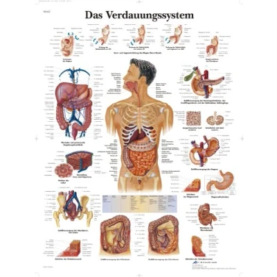 Image of 3B Scientific Chart The Digestive System, 1