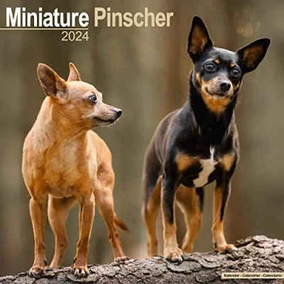 Image of Miniature Pinscher Calendar 2024 Square Dog Breed Wall 16 Month