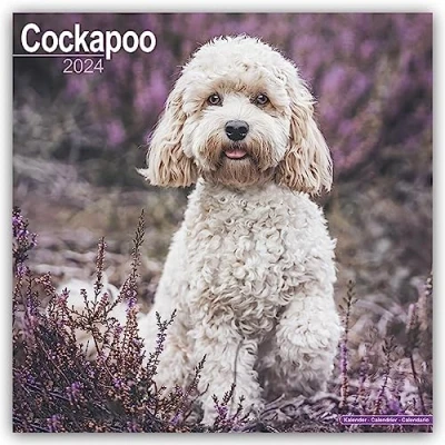 Image of Cockapoo Calendar 2024 Square Dog Breed Wall 16 Month