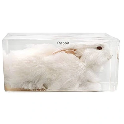 Image of Real Rabbit Specimen Model Taxidermy Paperweight in Acrylic Science Classroom for Education