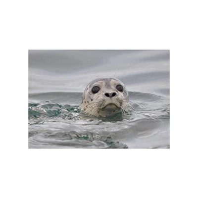Image of Wee Blue Coo Animal Photo Harbour Seal Water 12x16 Wall Art Print