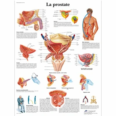 Image of 3B Scientific anatomical board