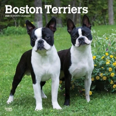 Image of Boston Terriers 2025 12 X 24 Inch Monthly Square Wall Calendar Plastic Free