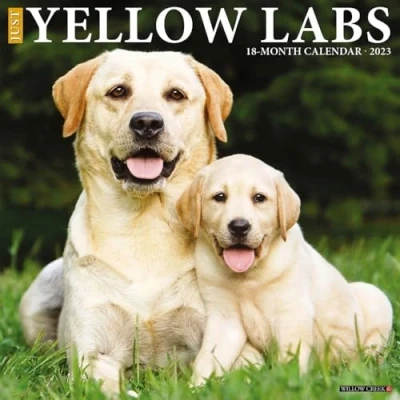 Image of Just Yellow Labs 2023 Wall Calendar