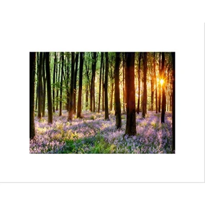 Image of Wee Blue Coo Bluebell Wood Sunrise Tree Art Wall Print