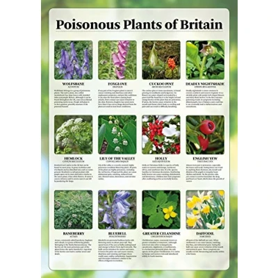 Image of Poisonous Plants of Britain Poster Paper Laminated (A1 Size 59.4 x 84.1 cm)