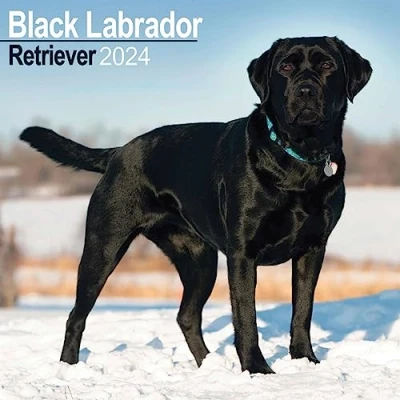 Image of Black Labrador Retriever Calendar 2024 Square Dog Breed Wall 16 Month