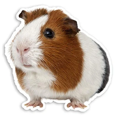 Image of 2 x 10cm Cute Guinea Pig Vinyl Stickers Pet Animal Fun Laptop Sticker #20861 (10cm Wide)