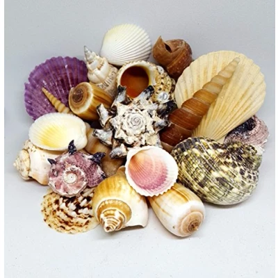 Image of 16 Medium SeaShells, Natural Beach Mix Sea Shells, Craft &amp; Decor Shell