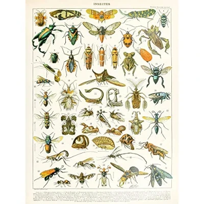 Image of Artery8 Millot Encyclopedia Page Insects Cicada Large Wall Art Poster Print Thick Paper 18X24 Inch