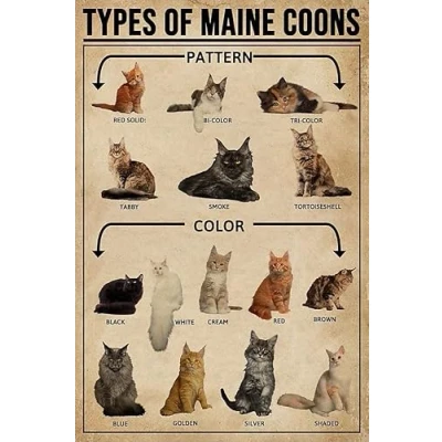 Image of Buywell Types Of Maine Coon Cat Poster Gift Wall Decor Art Tin Sign Metal 8X12 Inches