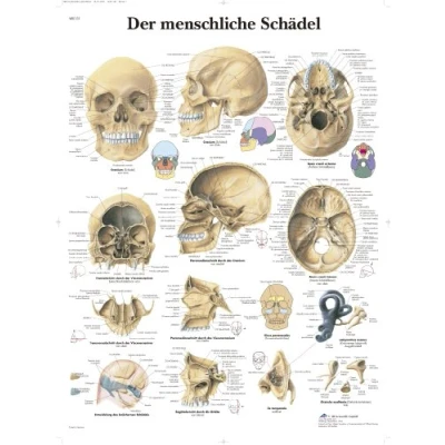 Image of 3B Scientific VR0131L Laminated Chart “Der Menschliche Schädel (The Human Skull) [German Language]