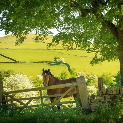 Image of Abacus Cards Birthday/Blank Greeting Card BBC Countryfile Blank for Men/Women with Horse in The Peak District, Derbyshire Design General Suitable Any Occasion