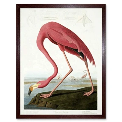 Image of Wee Blue Coo Audubon American Flamingo Art Print Framed Poster Wall Decor 12x16 inch