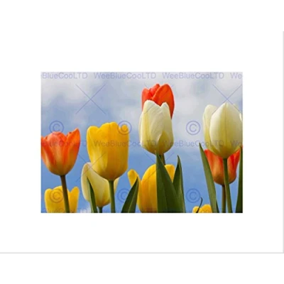 Image of Wee Blue Coo TULIPS FLOWERS BLACK FRAME FRAMED ART PRINT PICTURE MOUNT GIFT B12X9356