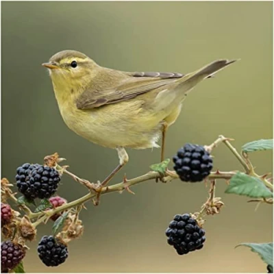 Image of Willow Warbler Greeting Sound Card By Really Wild Cards