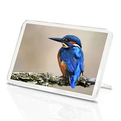 Image of 1 x Fridge Magnet Blue Kingfisher Classic Bird Indigo Wildlife Animals #15795