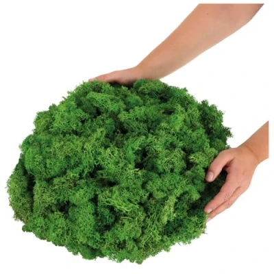 Image of com four® 500g decorative moss DIY craft real for crafting and decorating natural projects (Decorative 500g)