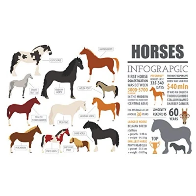 Image of Half a Donkey Horse Infographic Large Cotton Tea Towel
