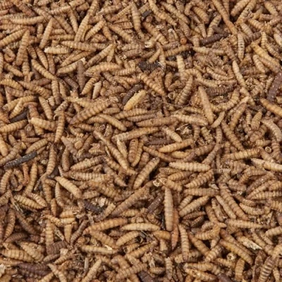Image of Wild Bird Food (250g, Calci Worms)