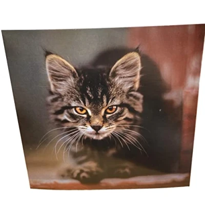 Image of Maturi Kitten Photographic Blank Birthday Greetings Card, 15.5 x cm
