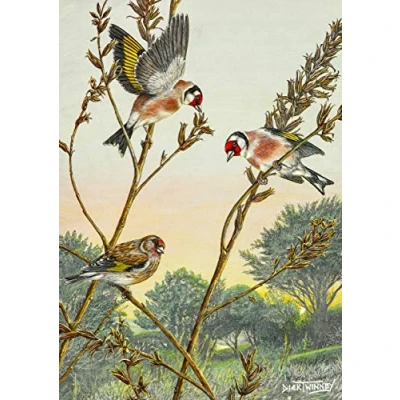 Image of Bird greeting card. Goldfinches on Evening Primrose Seeds by Dick Twinney