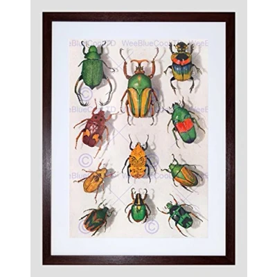 Image of Wee Blue Coo Scientific Beetles Insect Colourful Rainbow Framed Wall Art Print