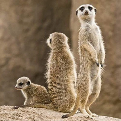Image of Meerkat Greeting Card with SOUND. noise plays when you open this card. Blank on the inside making it perfect for many occasions and a unique gift idea.