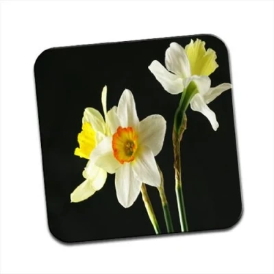 Image of Daffodil Or Narcissus Flowers Single Coaster