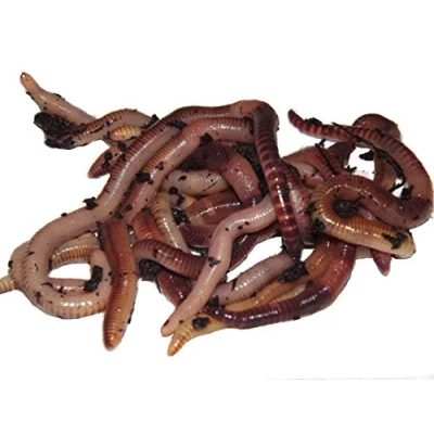 Image of Yorkshire worms LARGE Dendrobaena 100g Pack Suitable for Composting and Wormery Starter Packs (100g)