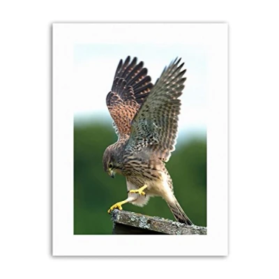 Image of Wee Blue Coo Kestrel Bird Prey Raptor Action Picture Canvas Art Print