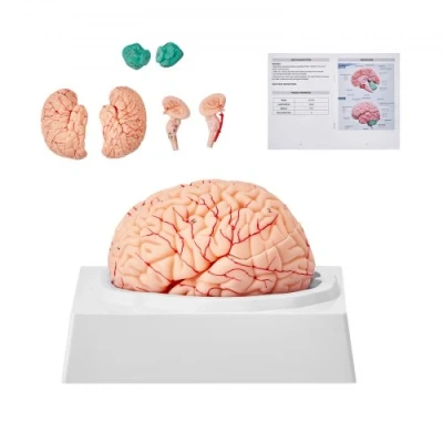 Image of VEVOR Human Brain Model Anatomy, 1:1 Life Size 9 Part Anatomical with Labels &amp; Display Base, Detachable for Science Research Teaching Learning Classroom Study