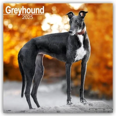 Image of Greyhound 2025 Square Wall Calendar Dog Breed Calendar: Original Avonside Kalender [Mehrsprachig] [Kalender]