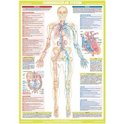 Image of Cardiovascular System Chart (A3 Laminated)