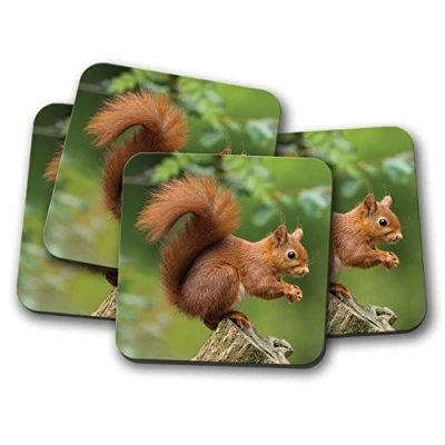 Image of 4 Set Red Squirrel Coaster Nature Wildlife Wild Animal Forest #15680