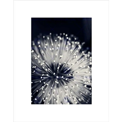 Image of Wee Blue Coo Nature Plant Flower Black White Beautiful Wall Art Print