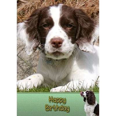Image of Springer Spaniel Birthday Card