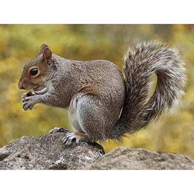 Image of Wee Blue Coo Animal Grey Squirrel Art Print Poster Wall Decor 12X16 Inch